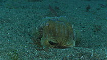 Common cuttlefish (Sepia officinalis) swimming over the seabed, Sark, British Channel Islands, UK, July.
