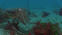 Common cuttlefish (Sepia officinalis) swimming over the seabed, with others in the background, Sark, British Channel Islands, UK, July.