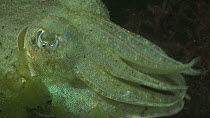Close-up of a Common cuttlefish (Sepia officinalis) hunting, filmed at night, Sark, British Channel Islands, UK, August.