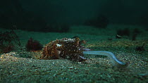Common cuttlefish (Sepia officinalis) hunting, filmed at night, Sark, British Channel Islands, UK, August.