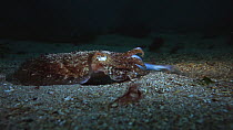 Common cuttlefish (Sepia officinalis) hunting, filmed at night, Sark, British Channel Islands, UK, August.
