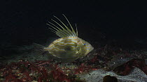 John dory (Zeus faber) swimming over the seabed and then out of frame, filmed at night, Sark, British Channel Islands, UK, October.