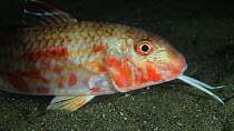 Close-up of a Red mullet (Mullus surmuletus) using its feelers to detect food, filmed at night, Sark, British Channel Islands, UK, October.