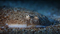 Portrait of a Sole (Solea solea) camouflaged against the seabed, filmed at night, Sark, British Channel Islands, UK, October.