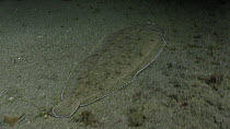 Portrait of a Sole (Solea solea) swimming over the seabed, filmed at night, Sark, British Channel Islands, UK, October.