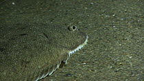 Portrait of a Sole (Solea solea) swimming over the seabed, filmed at night, Sark, British Channel Islands, UK, October