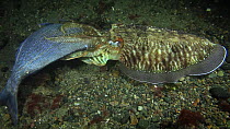 Cuttlefish (Sepia officinalis) eating a Seabream (Sparidae), filmed at night, Sark, British Channel Islands, UK, October.