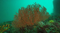 Warty coral (Eunicella verrucosa), Sark, British Channel Islands, UK, August,