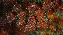 Group of Jewel sea anemones (Corynactis viridis), with tentacles moving in the current, Sark, British Channel Islands, UK, August.