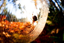European garden spider web (Araneus diadematus) Sweden.