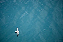 Fulmar (Fulmarus glacialis) flying over sea, Iceland.