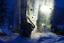 Logging machine chopping down snow covered conifer trees at twilight, Sweden.
