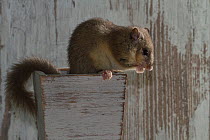 Fat / Edible dormouse (Glis glis) in a house on the edge of a white painted wooden beaker, captive