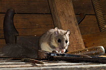 Fat /Edible dormouse (Glis glis) in a house, in the craft room with old tools