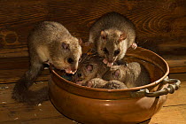Fat / Edible dormouse (Glis glis) in a copper bowl in a house, captive