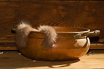 Fat / Edible dormice (Glis glis) in a copper bowl in a house, captive