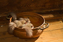 Fat / Edible dormice (Glis glis) in a copper bowl in a house, captive