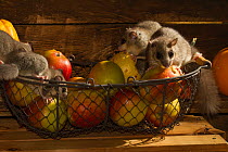 Fat dormice (Glis glis) in a house, feeding on apples and pears in the storeroom, captive