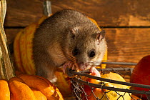 Fat dormouse (Glis glis) in a house, feeding on apples and pears in the storeroom with pumpkins, captive