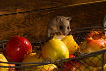 Fat dormouse (Glis glis) in a house, feeding on apples and pears in the storeroom, captive