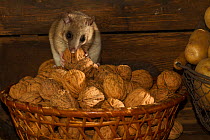 Fat dormouse ( Glis glis), feeding on walnuts in a basket in the storage cellar, captive
