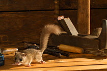 Fat / Edible dormouse (Glis glis)  in a workshop with old tools and a smoothing plane, captive