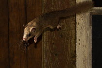 Fat / Edible dormouse (Glis glis) jumping from an old window, captive