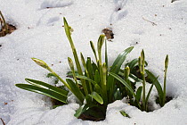 Spring Snowflake (Leucojum vernum) in snow, Lammer Holz, Brunswick, Lower Saxony, Germany, March.