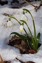 Spring Snowflake (Leucojum vernum) in snow, Lammer Holz, Brunswick, Lower Saxony, Germany, March.
