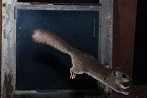 Fat / Edible dormouse (Glis glis) jumping in front of an old window, captive