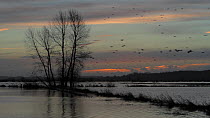 View of flooded fields on Kings Sedge Moor, with a mixed flock of Jackdaws (Corvus monedula) and Rooks (Corvus frugilegus) flying overhead, near Othery, Somerset Levels, England, UK, December 2013.