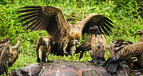 Indian vultures (Gyps indicus) scavenging on dead rhino, Mizoram, north east India.