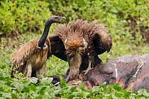 Indian vultures (Gyps indicus) scavenging on dead rhino, Mizoram, north east India.