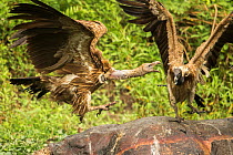 Indian vultures (Gyps indicus) squabbling whilst  scavenging on dead rhino, Mizoram, north east India.