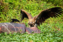 Indian vulture (Gyps indicus) scavenging on dead rhino, with wings spread aggressively at Thick billed crow (Corvus crassirostris) Mizoram, north east India.