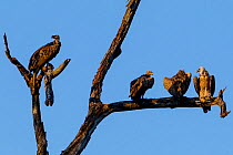 Group of Indian vultures (Gyps indicus) perched on a tree, Kaziranga, India.