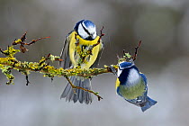 Blue tit (Parus caeruleus) adults fighting in rain, in winter, Moselle, France