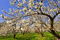 Cherry tree orchard in blossom (Prunus avium) in spring, Hunting, Lorraine, France