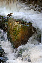 Dipper (Cinclus cinclus) perched on waterfall with insect prey in beak, Moselle, France, April.