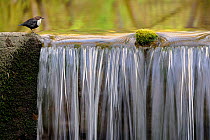 Dipper (Cinclus cinclus) perched on waterfall, Moselle, France, April.