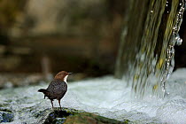 Dipper (Cinclus cinclus) standing on stone in fast flowing river, beside waterfall, Moselle, France, April.