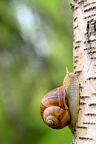 Edible snail (Helix pomatia) on Birch tree, Moselle, France, June.