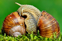 Edible snails (Helix pomatia) mating, Moselle, France, June.