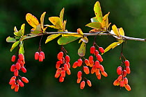 European barberry (Berberis vulgaris) Lorraine, France, August.