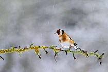 Goldfinch (Carduelis carduelis) adult  perched on branch in winter, Moselle, France. December.