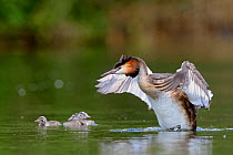Great crested grebe (Podiceps cristatus) with chick, flapping its wings, Remerschen, Luxembourg, May.