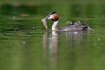 Great crested grebe (Podiceps cristatus) carrying chick on back, fish in beak, Remerschen, Luxembourg, May.