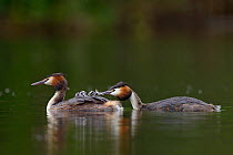 Great Crested Grebe (Podiceps cristatus) on water, feeding chick with a feather, Remerschen, Luxembourg, May.