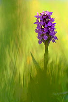 Irish march orchid (Dactylorhiza majalis) in flower, Sainte Marguerite, France, May.