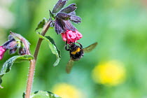 Early bumblebee (Bombus pratorum) feeding on Lungwort (Pulmonaria officinalis) flower, Monmouthshire, Wales, UK, April.